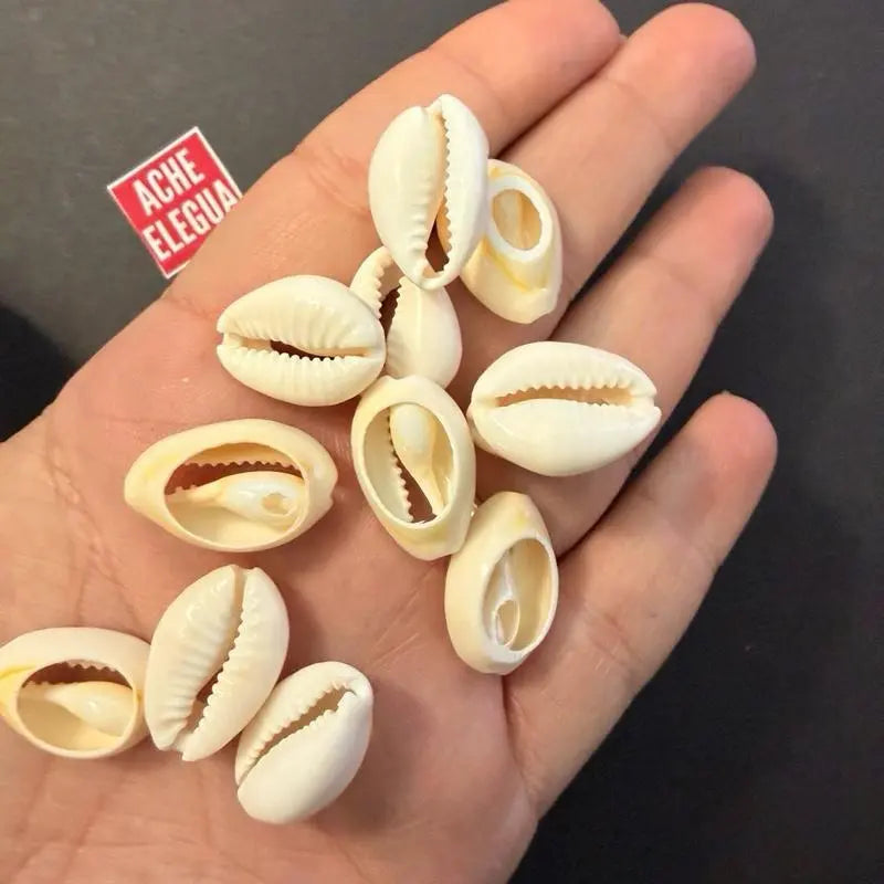 1 Pound Open Cowrie Shells for Crafts