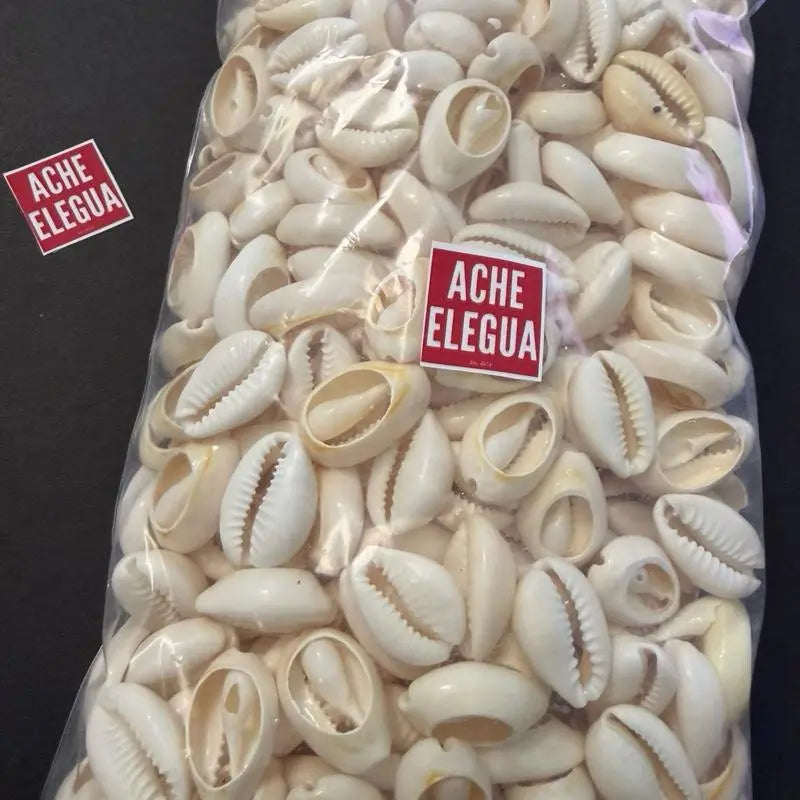 1 Pound Open Cowrie Shells for Crafts