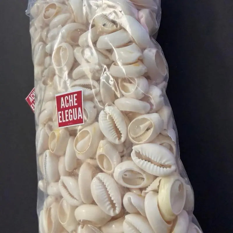 1 Pound Open Cowrie Shells for Crafts