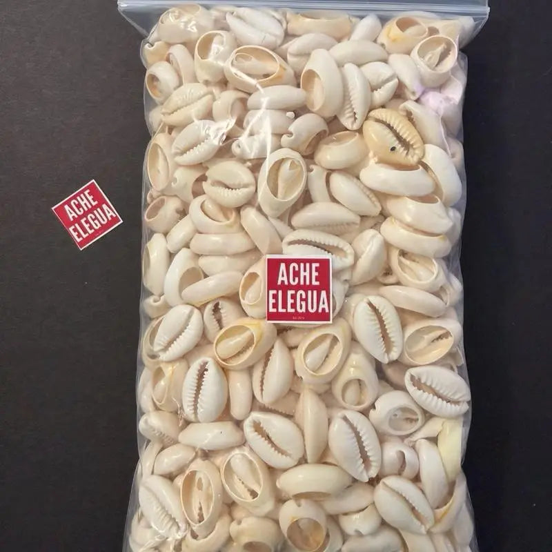 1 Pound Open Cowrie Shells for Crafts