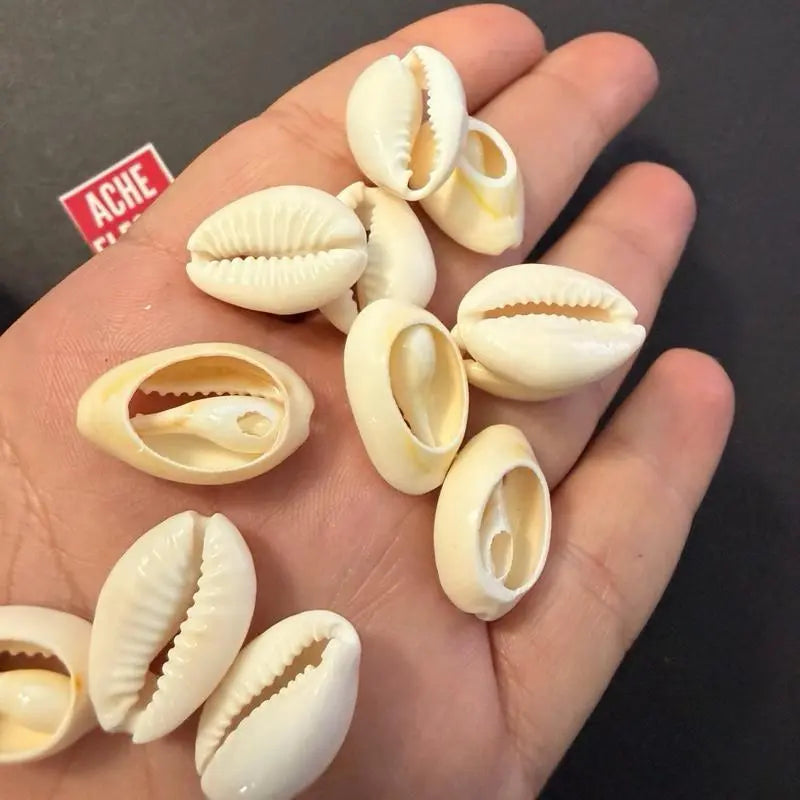 1 Pound Open Cowrie Shells for Crafts