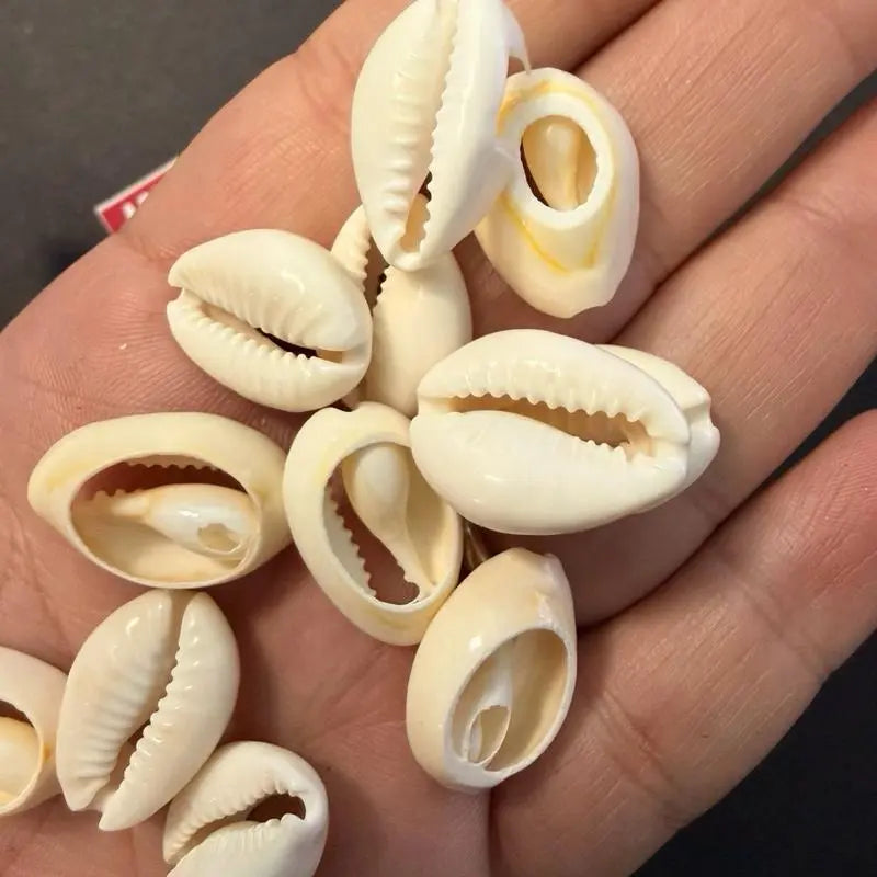 1 Pound Open Cowrie Shells for Crafts